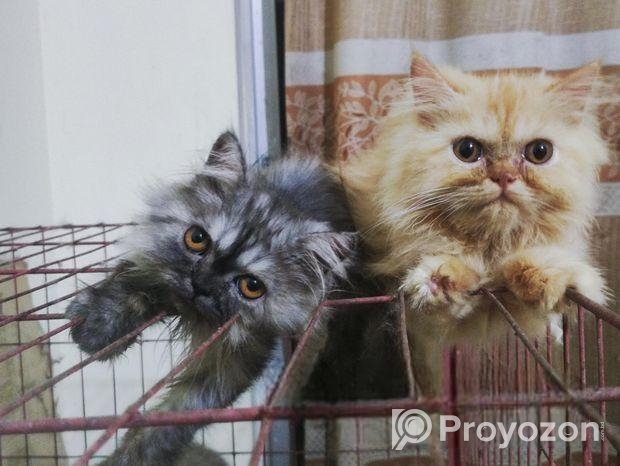 Persian kittens pair (1 male and 1 female kitten)