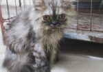 Persian kittens pair (1 male and 1 female kitten)