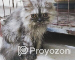 fitted-2025-10-30T120051.108_2025-10-30_12-01-38