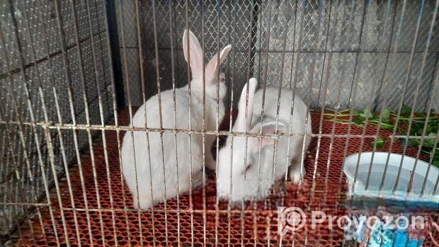 এক জোড়া রানিং খরগোশ বিক্রয় করা হবে