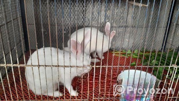 এক জোড়া রানিং খরগোশ বিক্রয় করা হবে