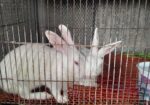 এক জোড়া রানিং খরগোশ বিক্রয় করা হবে