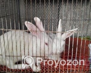 fitted-2025-10-30T120651.379_2025-10-30_12-13-31