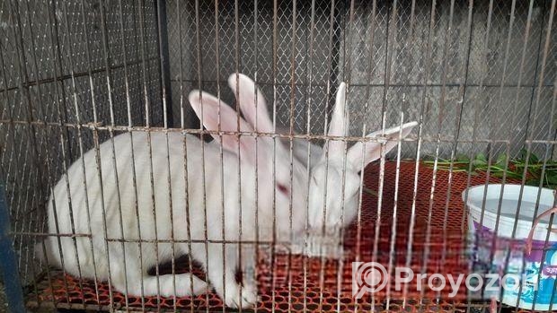 এক জোড়া রানিং খরগোশ বিক্রয় করা হবে