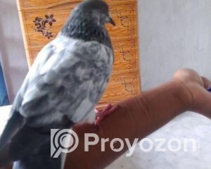 fitted-2025-10-30T121526.307_2025-10-30_12-17-44