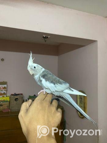 Cocatails Male White Face Gray