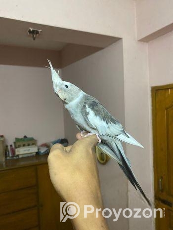 Cocatails Male White Face Gray