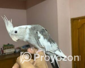 fitted-2025-10-30T121705.987_2025-10-30_12-17-48-1