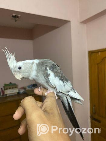 Cocatails Male White Face Gray