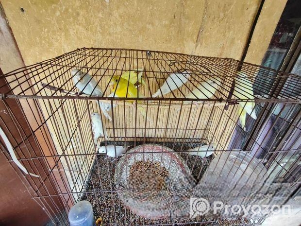 বাজরিকা পাখি পাইকারি সেল