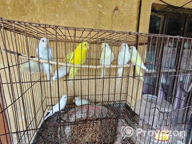 বাজরিকা পাখি পাইকারি সেল
