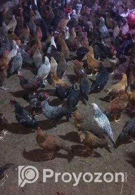 দেশি মুরগি সেল করা হবে