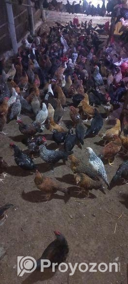 দেশি মুরগি সেল করা হবে