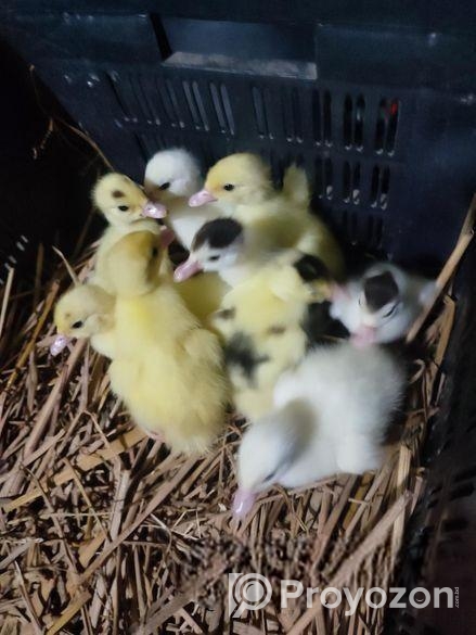 চিনা হাঁসের বাচ্চা