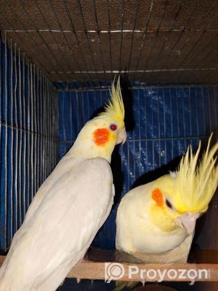 লুটিনো রানিং ককাটেল