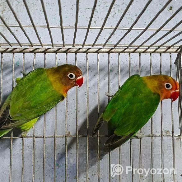 গ্রিন ফিসার লাভবার্ড