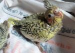 Cockatiel baby