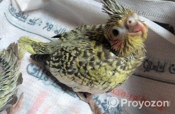 Cockatiel baby