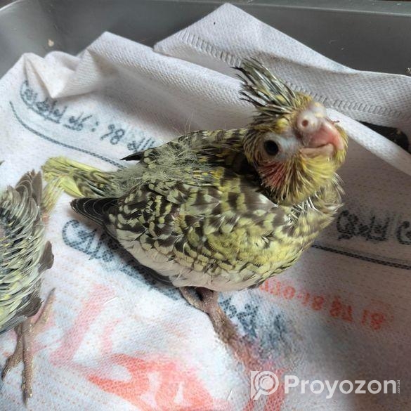 Cockatiel baby