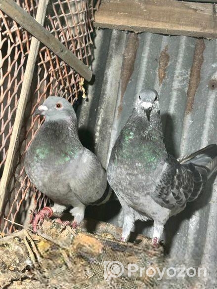 রেসার কবুতর বিক্রি করা হবে।