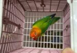 Female Love Bird Green Fisher Opaline