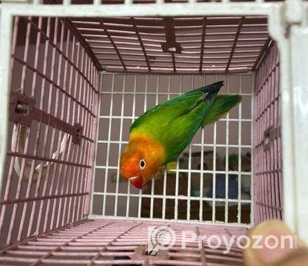 Female Love Bird Green Fisher Opaline