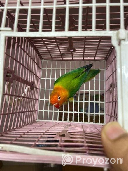 Female Love Bird Green Fisher Opaline