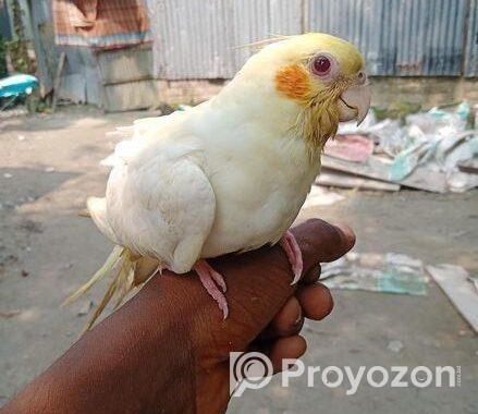 লোটিনো ফিমেল কোকাটেল পাখি