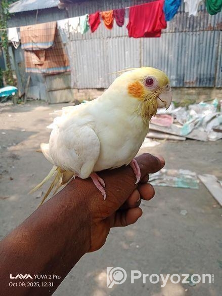লোটিনো ফিমেল কোকাটেল পাখি