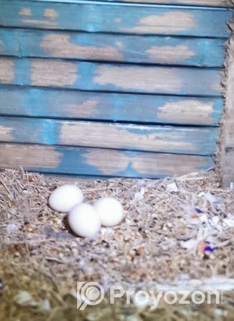 লুটিনো রেড আই