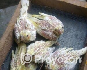 fitted-20_2025-10-22_17-45-56