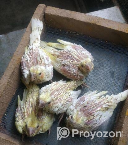 লুটিনো পার্ল ককাটেল এর হ্যান্ড ফিডিং বাচ্চা বিক্রি করা হবে।