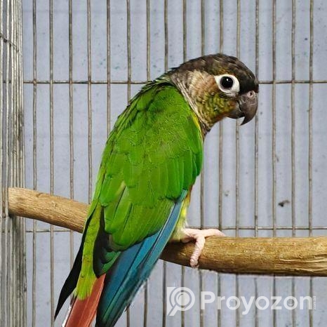 গ্রিনচিন কনিউর