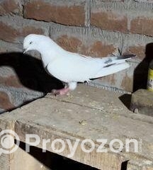 fitted-20_2025-10-29_17-06-20