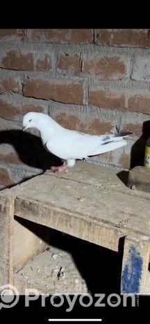 কবুতর বিক্রি