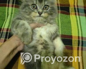 fitted-20_2025-10-29_22-53-35