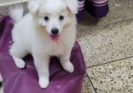 Dog sell