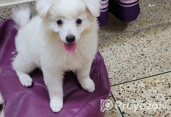 Dog sell