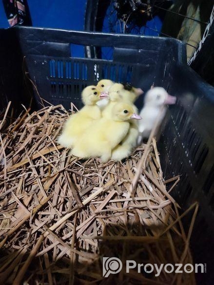 চিনা হাঁসের বাচ্চা