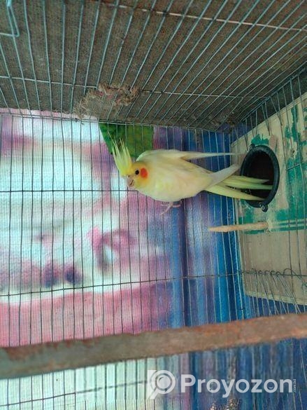 লুটিনো রানিং ককাটেল