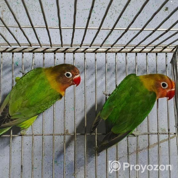 গ্রিন ফিসার লাভবার্ড