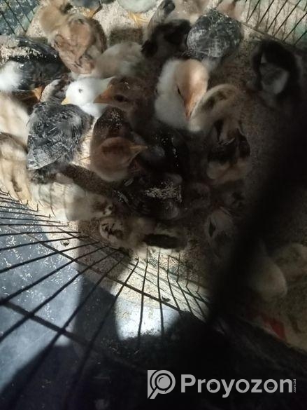 দেশি মুরগির বাচ্ছা