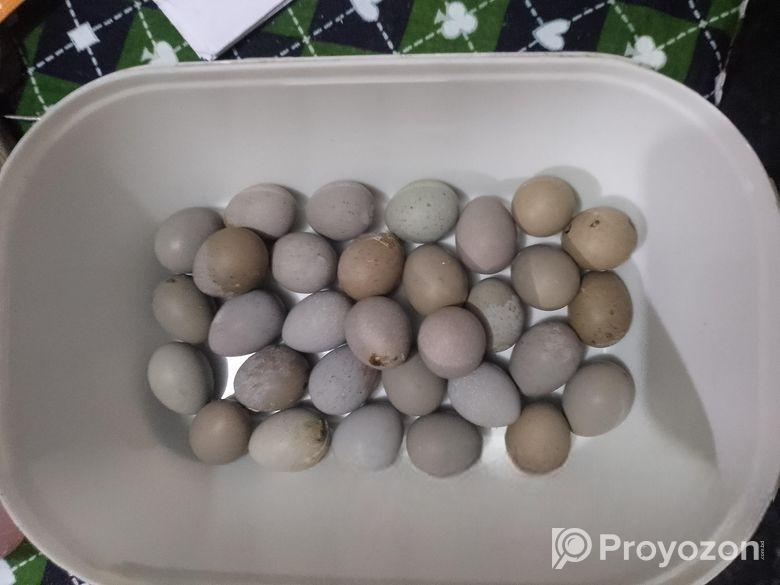 ক্লাসিক কিং কোয়েল পাখির বীজ ডিম বিক্রি হবে