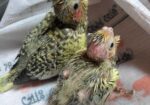 Cockatiel baby