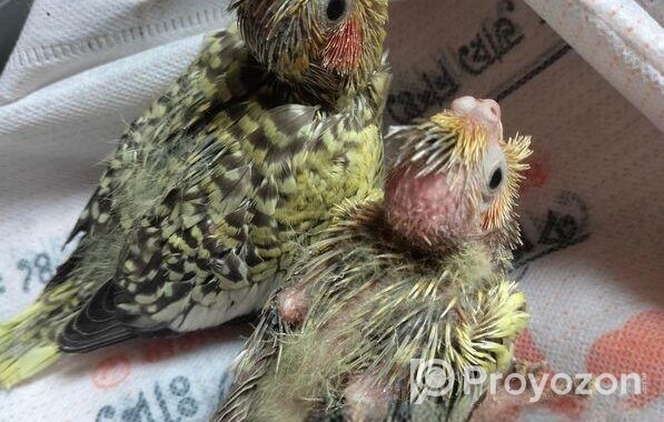 Cockatiel baby