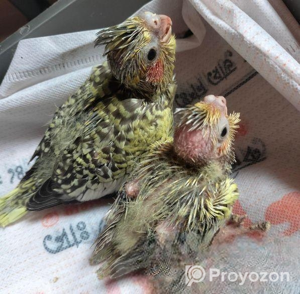 Cockatiel baby