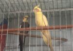 Cocotail Bird