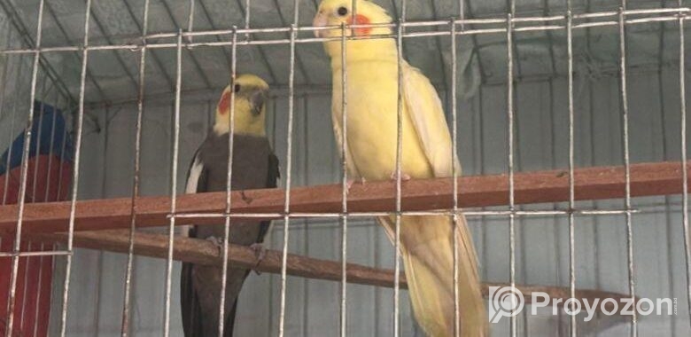Cocotail Bird