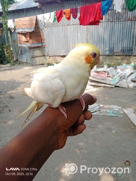 লোটিনো ফিমেল কোকাটেল পাখি