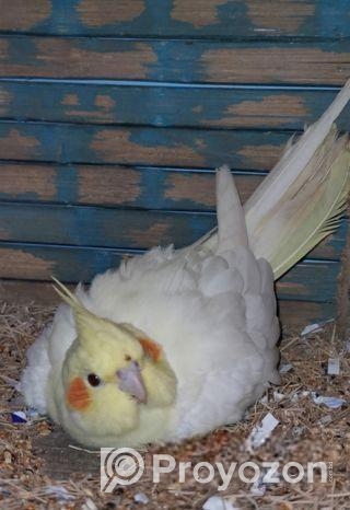 লুটিনো রেড আই